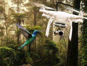 How to Avoid Bird Attacks on Your Drone