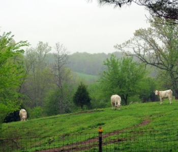 Ozark-Mountains