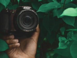6 Best Nikon Wildlife Lens Picks for 2020
