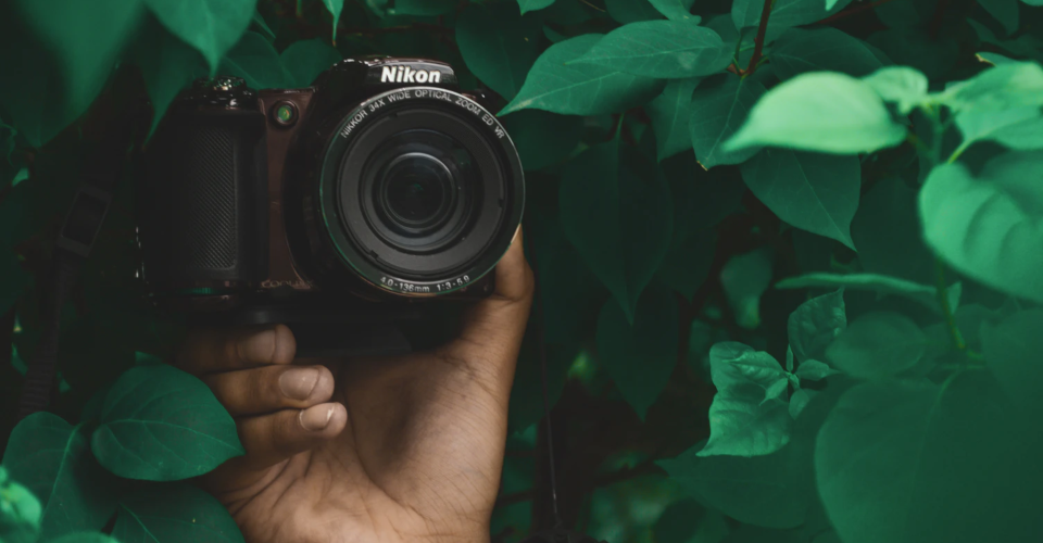 6 Best Nikon Wildlife Lens Picks for 2020