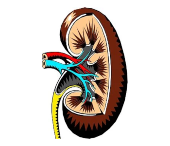 Kidney