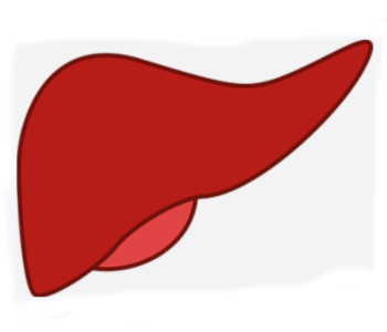 Liver